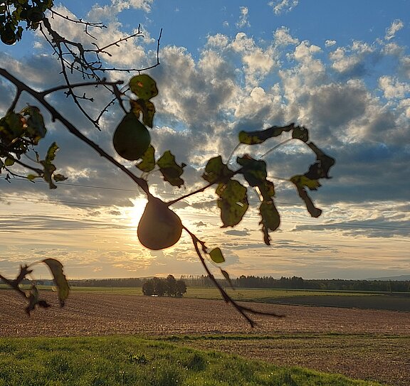 Birnenernte_im_Abendlicht.jpg  